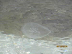 jellyfish and seaweed